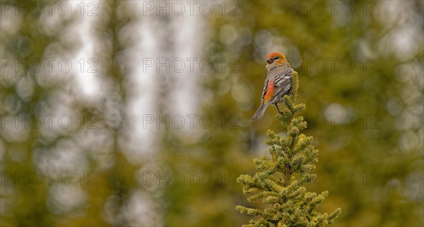 Pine grosbeak