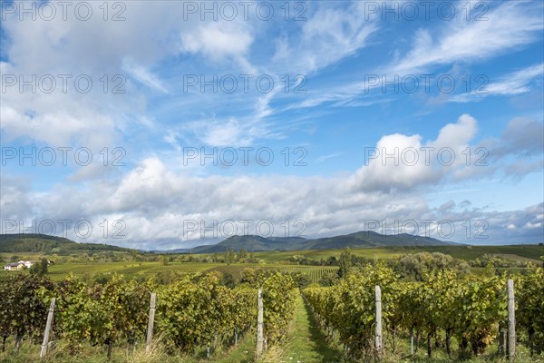 View over vineyards to the Palatinate Forest