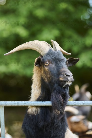 Domestic goat