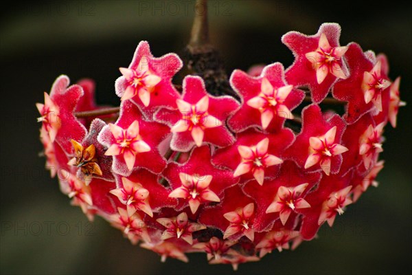 A cluster of star-shaped red flowers of the