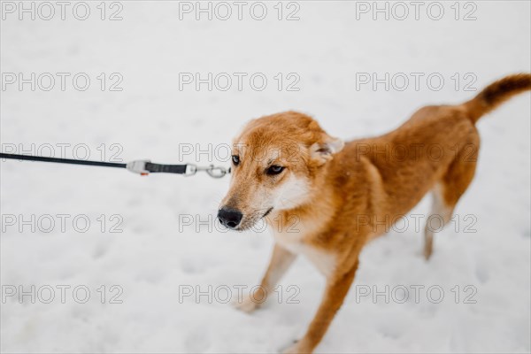 Cute red homeless mongrel playing outdoors in winter at an animal shelter