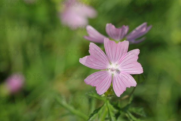 Mallow