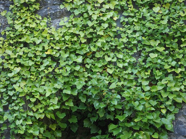 Ivy plant on stone