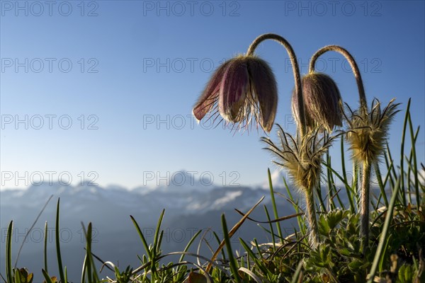 Alpine pasqueflower