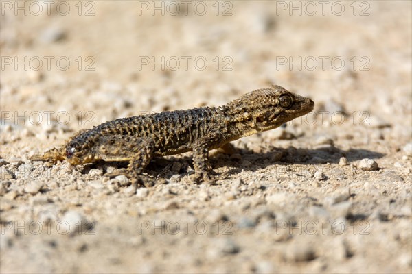 Ground level view of a reptile