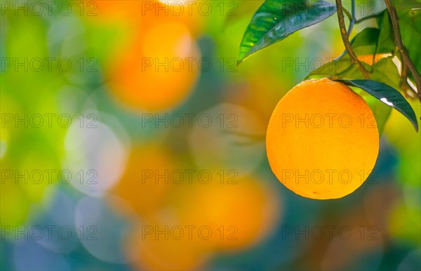 Close-up of a ripe orange on a tree