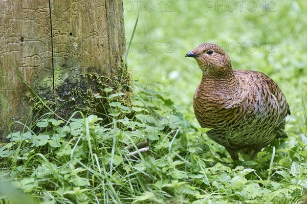 Black grouse