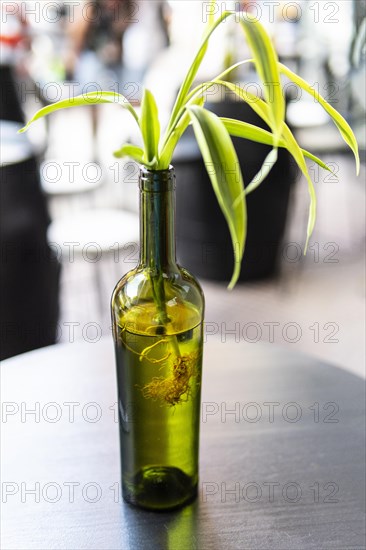 (Dracaena) seedling with roots in bottle of water. Botanical background