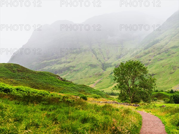 Tree and old wall in Glencoe