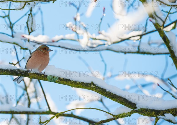 A common chaffinch