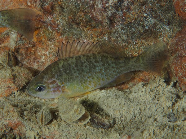 Pumpkinseed sunfish