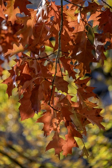 Autumnal discoloured leaves of the northern red oak