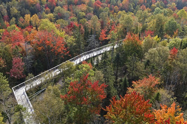 Tree top walkway in autumn