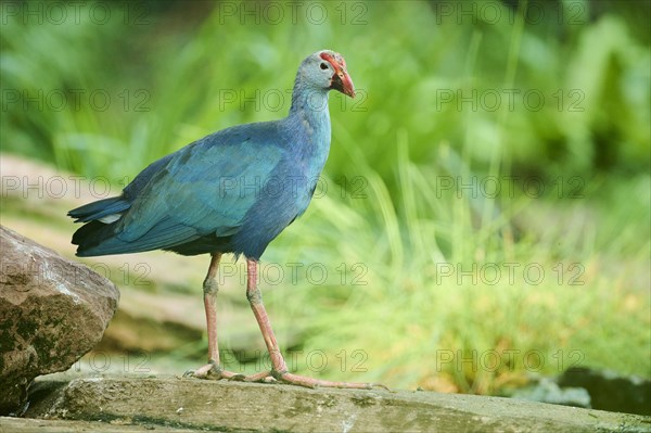 Western swamphen