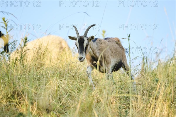 Domestic goat