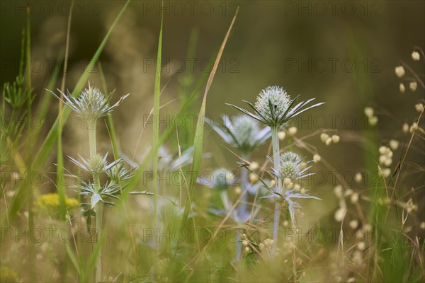 Blue eryngo