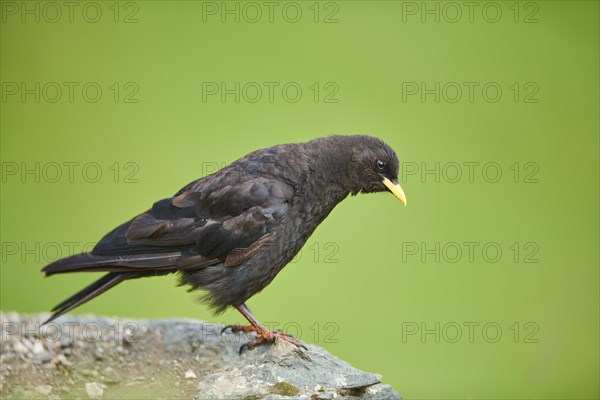 Yellow-billed chough