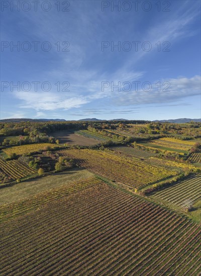 Aerial view of autumn vineyards