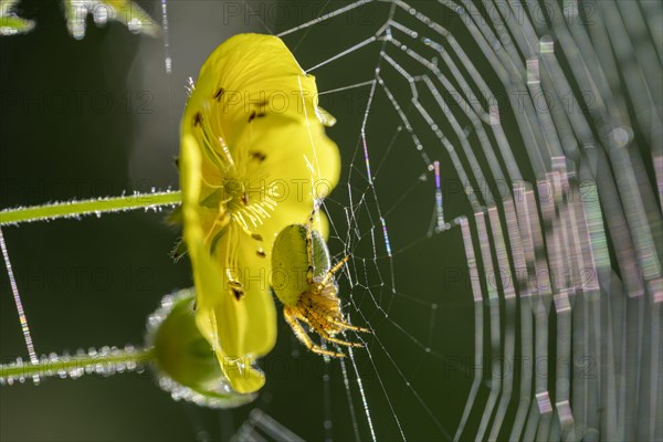 Yellow flower and spider in a web