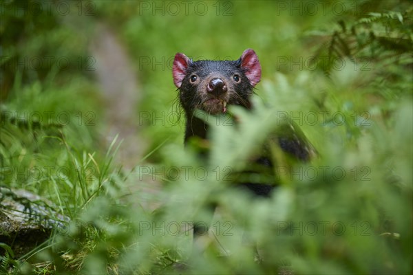 Tasmanian devil