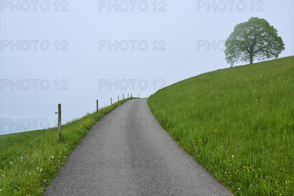 A lonely path leads through a misty green hilly landscape with lime trees
