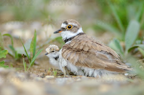 Little Ringed Plover