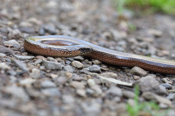 Slow worm