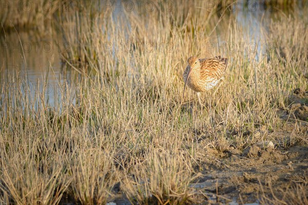 Eurasian curlew