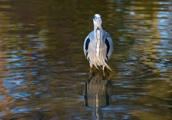 Grey Heron or Great Egret