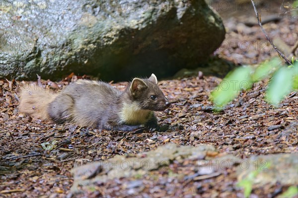 European pine marten