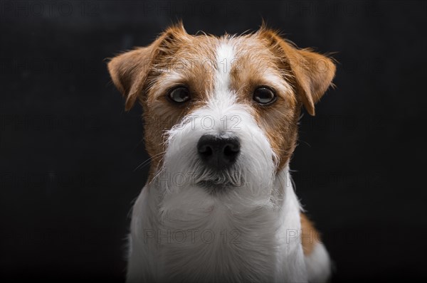 Purebred Jack Russell is lying on a pedestal in the studio and looking at the camera.