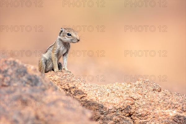 Barbary ground squirrel