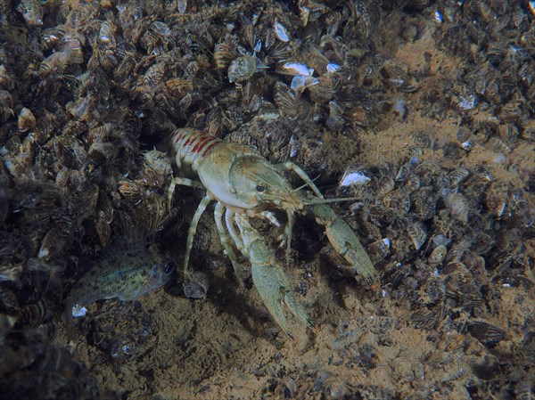 Crayfish