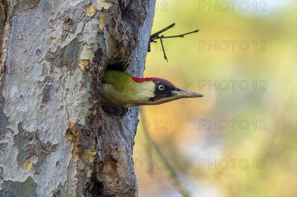 European green woodpecker