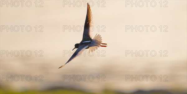 Common redshank