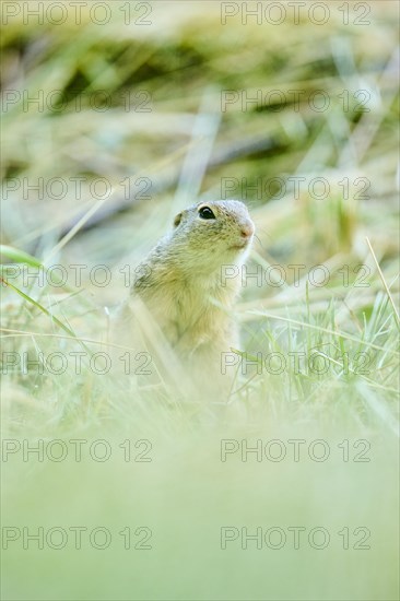 European ground squirrel