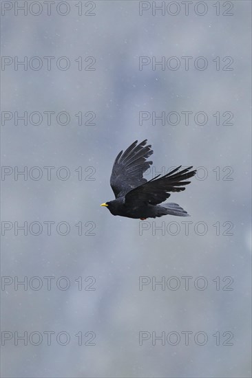 Yellow-billed chough