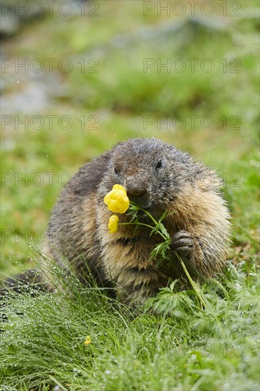 Alpine marmot