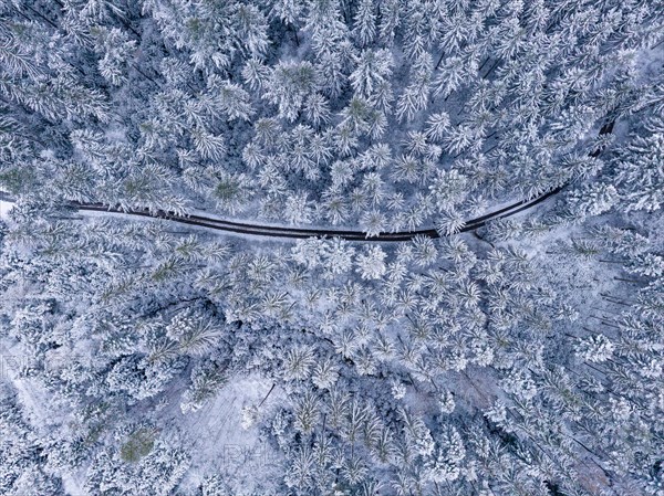 Drone perspective of a winding road in winter leading through a snow-covered forest