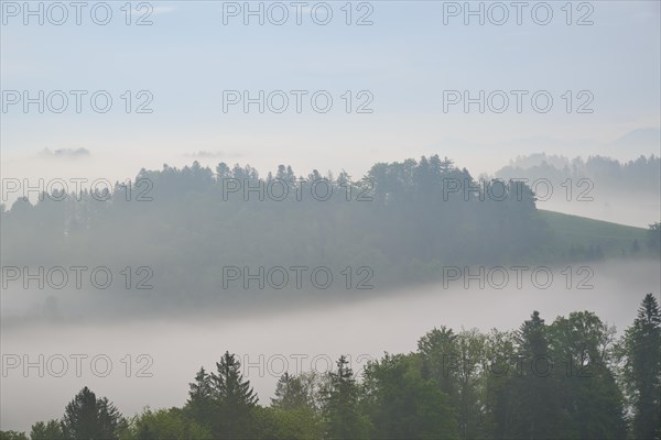 Morning mist gently envelops the hilly landscape and trees in a tranquil atmosphere