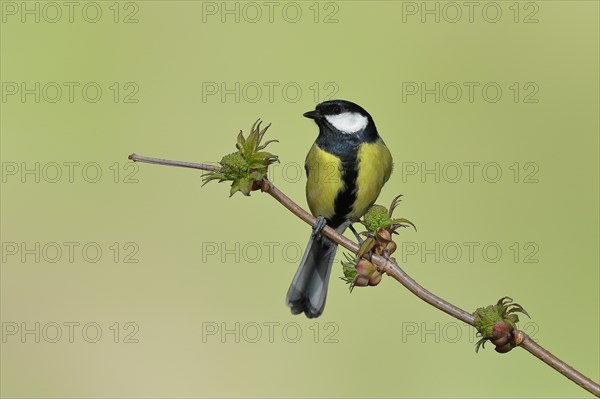 Great tit