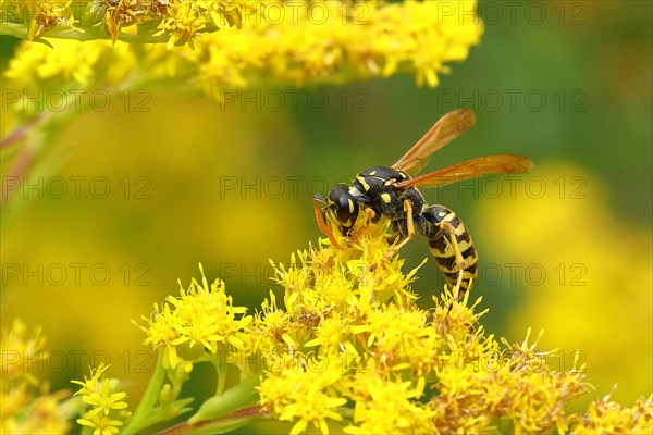 European paper wasp