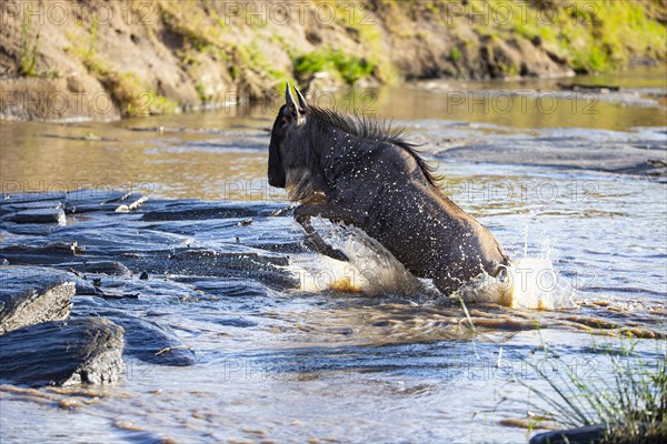 Wildebeest