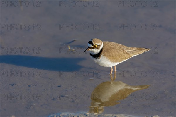 Little ringed plover