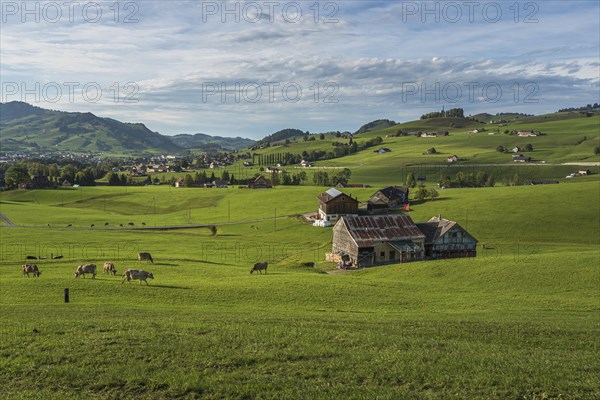Hilly landscape in Appenzellerland