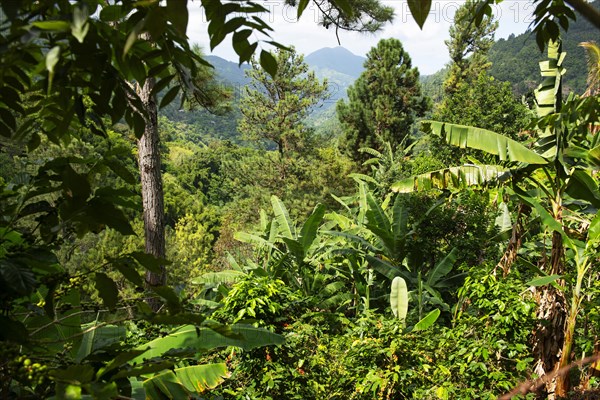 Coffee bushes in the Blue Mountains