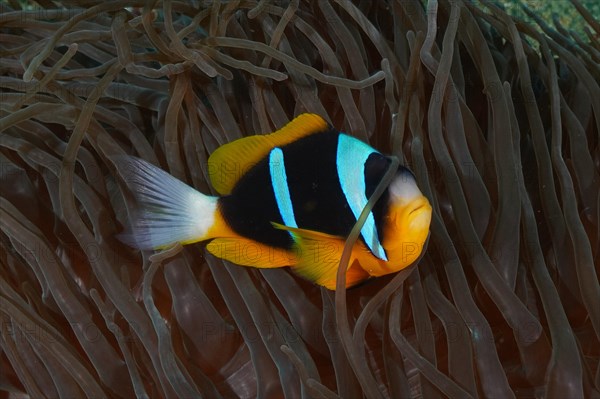 Allard's clownfish