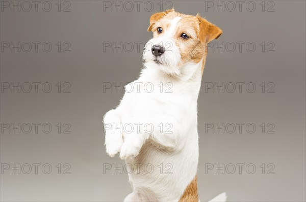 Purebred Jack Russell posing in the studio and looking at the camera.