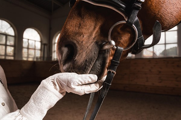 Image of a rider's hand in a glove. The jockey feeds the horse. Close up portrait.