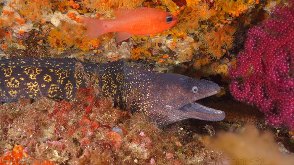 Close-up of mediterranean moray